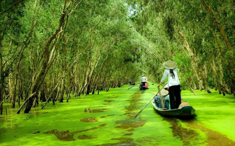 Chiêm ngưỡng vẻ đẹp của rừng tràm xanh mát một màu (ảnh sưu tầm)