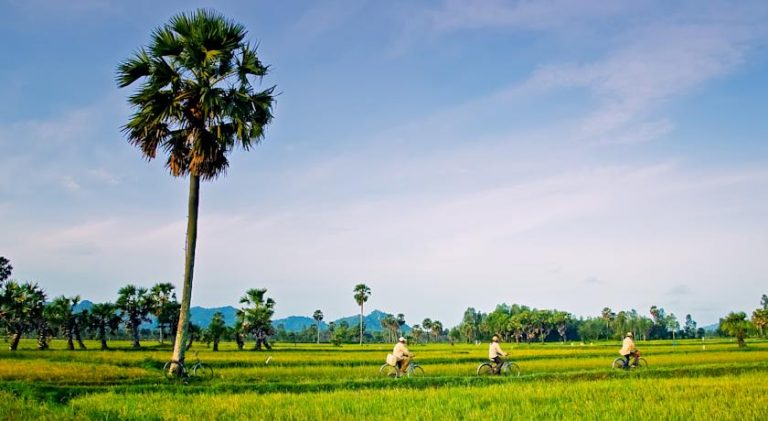 Đồng lúa Châu Đốc xanh ngút ngàn luôn là nét tiêu biểu, niềm tự hào của người dân An Giang (ảnh sưu tầm)