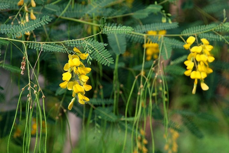 Bông điên điển Châu Đốc (ảnh sưu tầm)