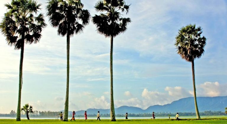 Cây thốt nốt, loài cây được người An Giang nâng niu nhất (ảnh sưu tầm)