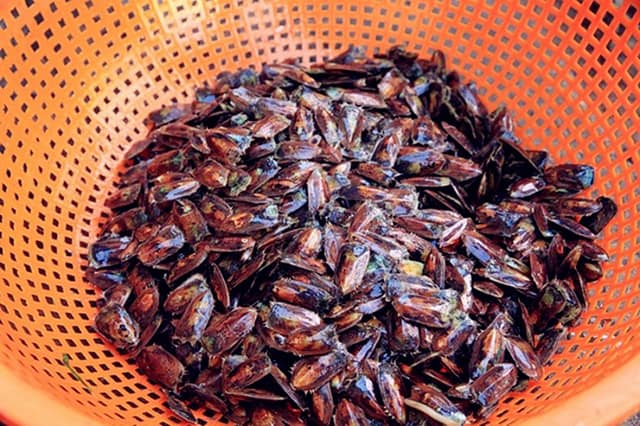 Cà xỉu khô (Ảnh: Sưu tầm)